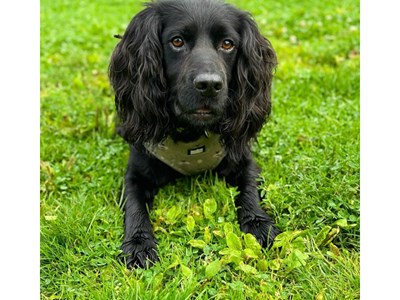 A black dog with large droopy ears lying in a field