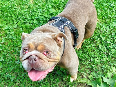 A brown bulldog stood in a green field