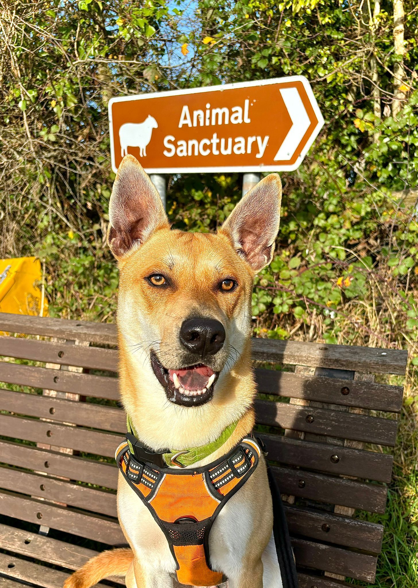 Shiba Inu with pointy ears and an orange collar sat on a bench smiling.