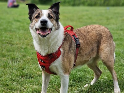 A brown and white dog wearing a red harness and stood in green field. His mouth is open and looks happy