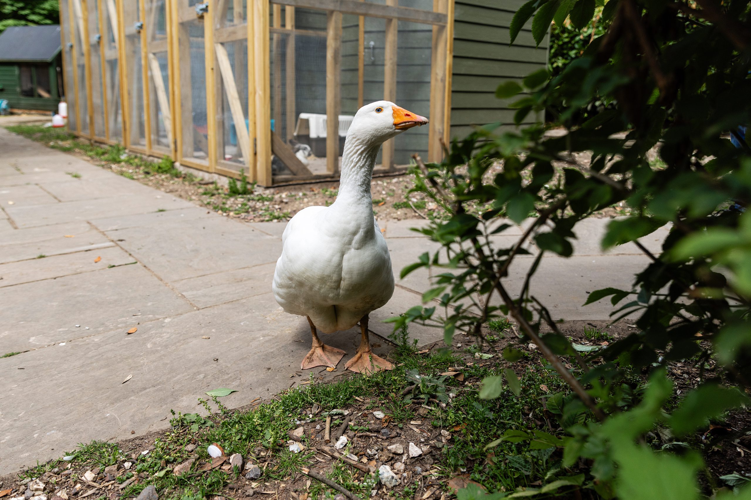 A goose walking outside, in front of several kennels