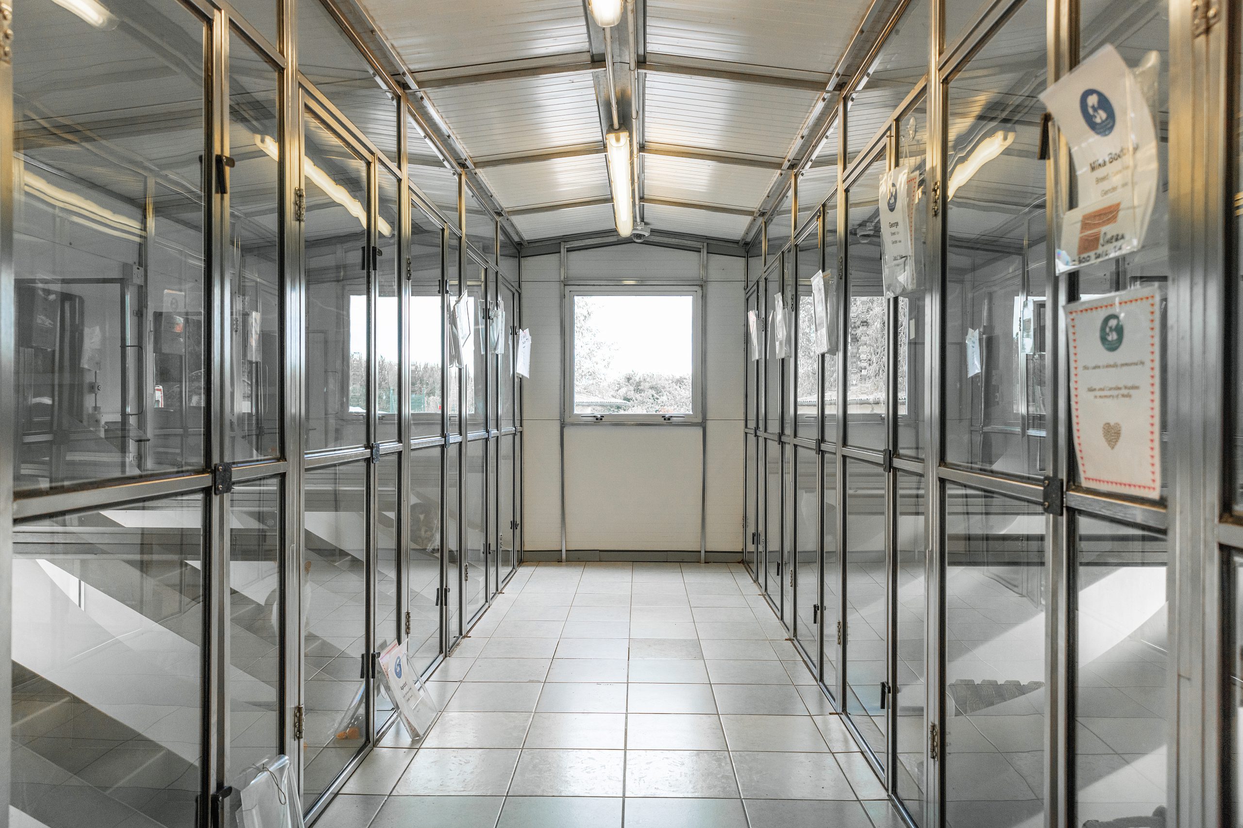 A view of the inside of a building containing several cat kennels