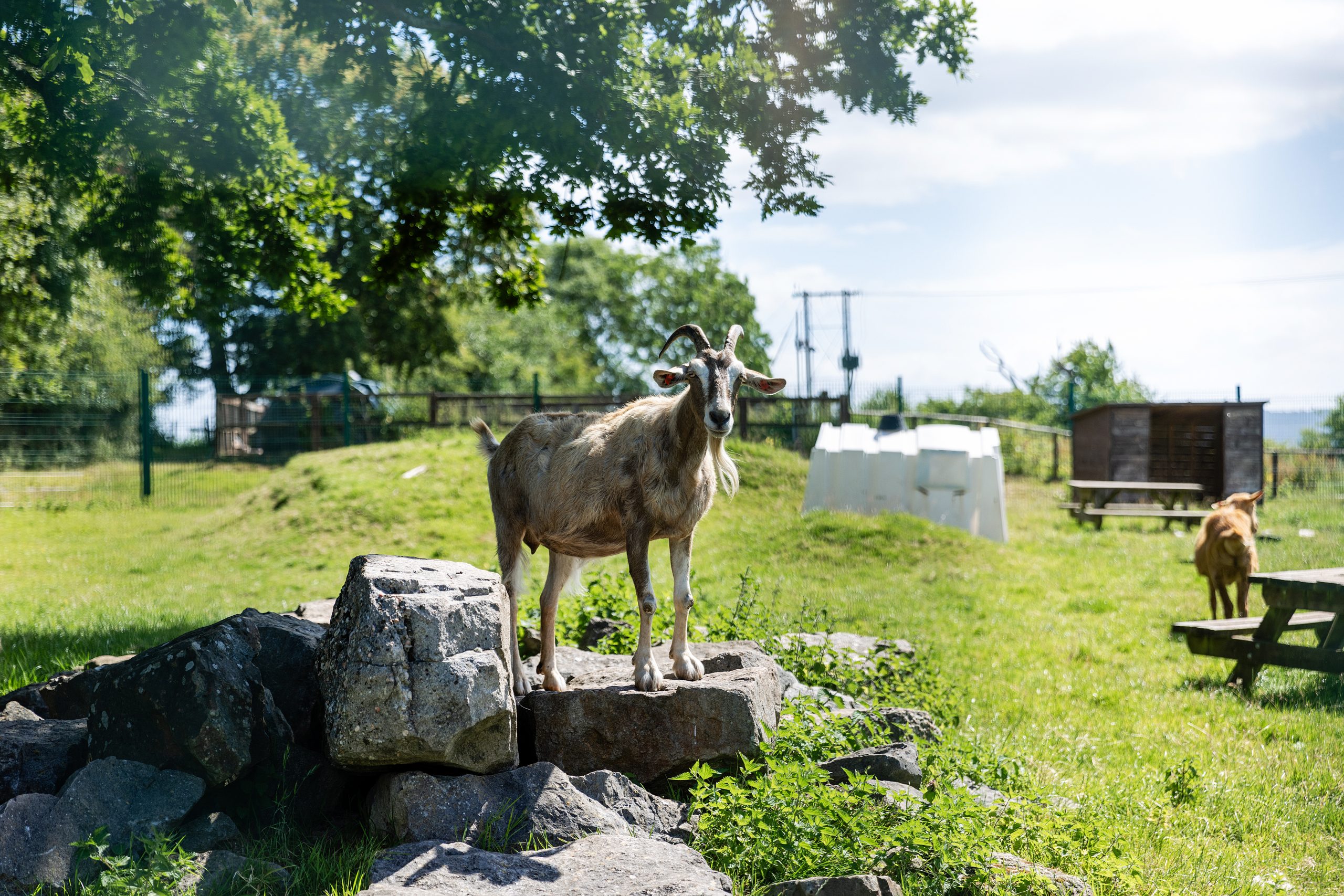 A goat in a field on a sunny day