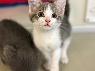 White and beige kitten looking up at the camera.