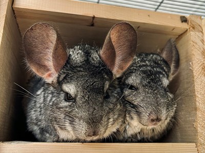 2 grey Chinchillas snuggled together.