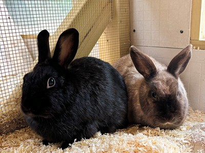 A black Rabbit laying next to a brown rabbit on sawdust.