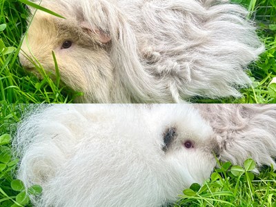 Photos of two white long haired guinea pigs with red eyes, sat on grass.