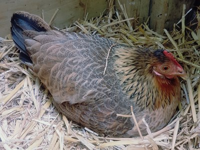 Chicken laying in hay