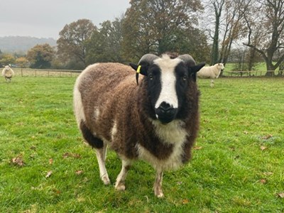 A brown and white ram stood in a field and looking at the camera