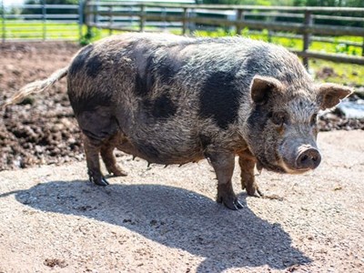 A side-view of a brown and black pig in a pen