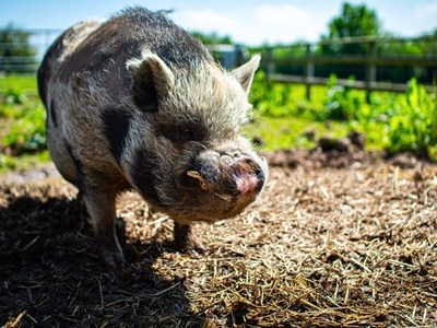 A brown and black pig in a pen, facing the camera