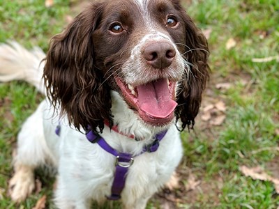 Liver and white Sprocker Spaniel, smiling at the camera. Sat on grass looking up with a black harness.