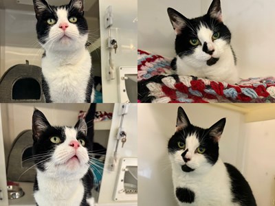 4 separate photos of a black and white cat