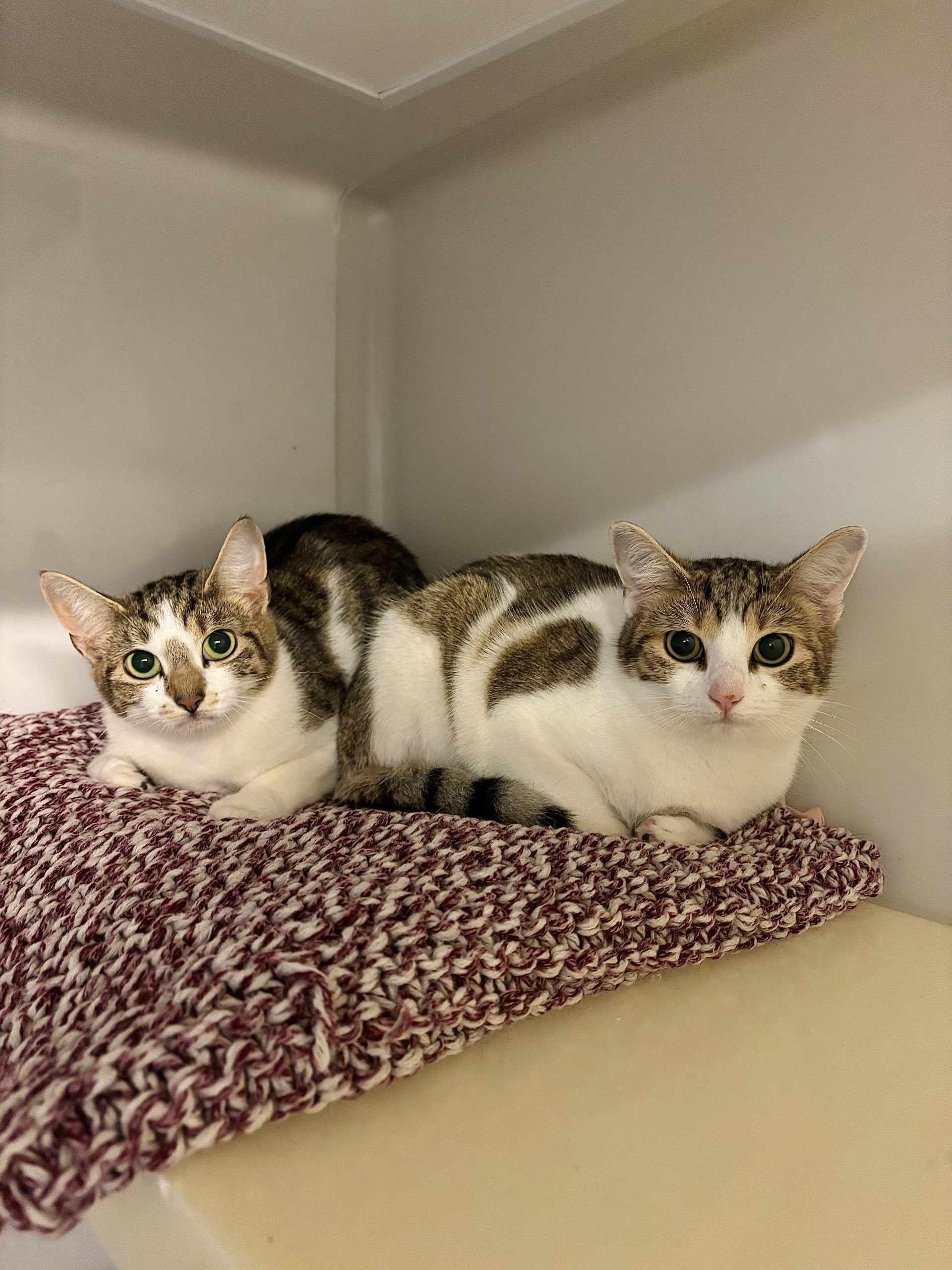 2 white and brown cats lying on a pink and white cushion