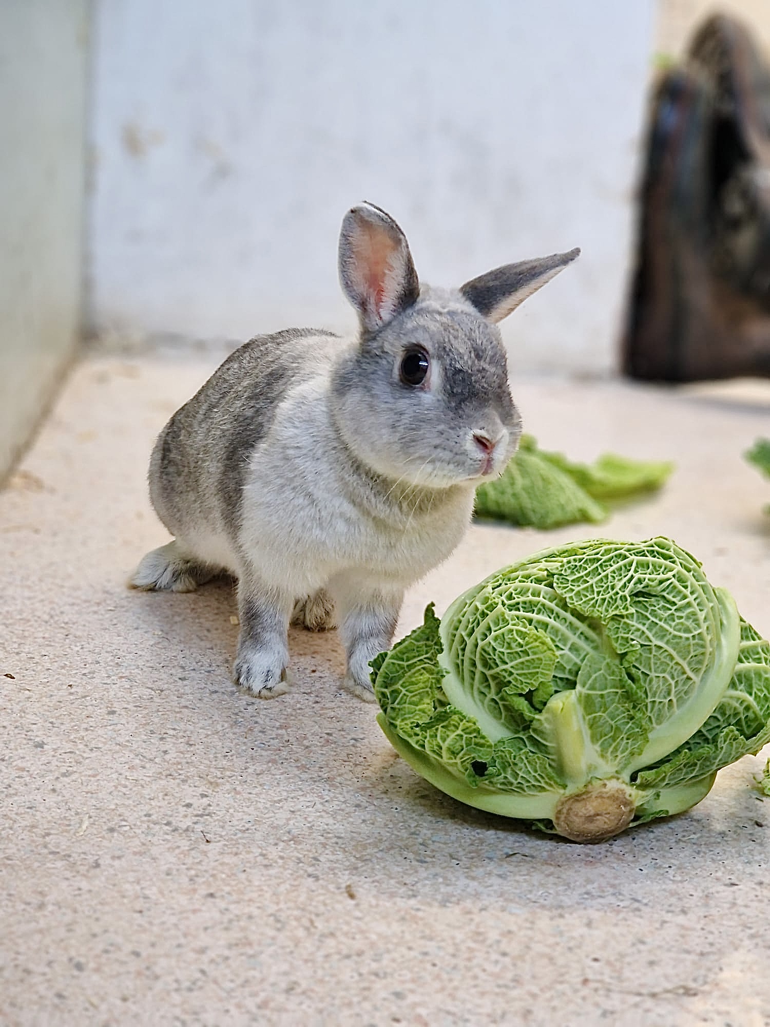 A young, light grey rabbit sat next to a lettuce