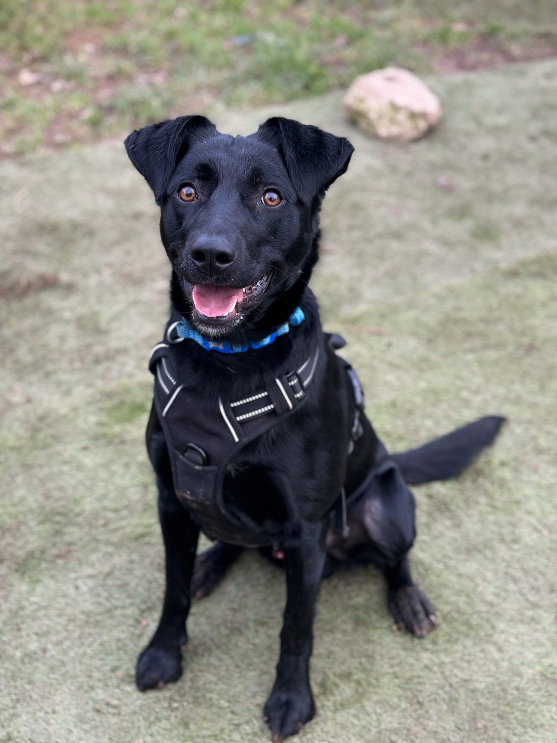 Black dog with a black harness on, sitting on muddy astro turf for a photo