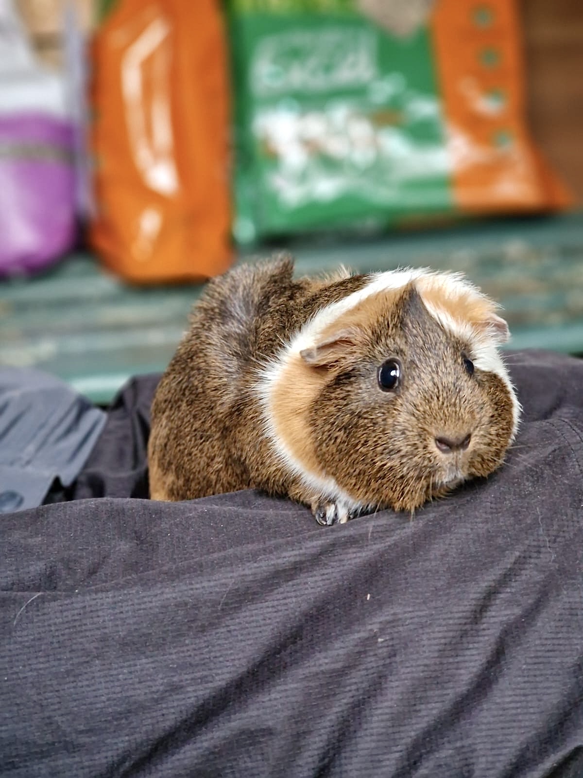 A brown and white guinea pig