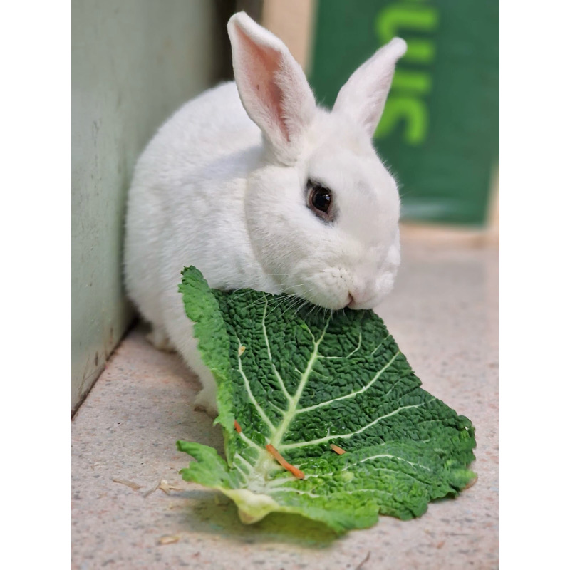 A white rabbit chewing on a large green lettuce leaf