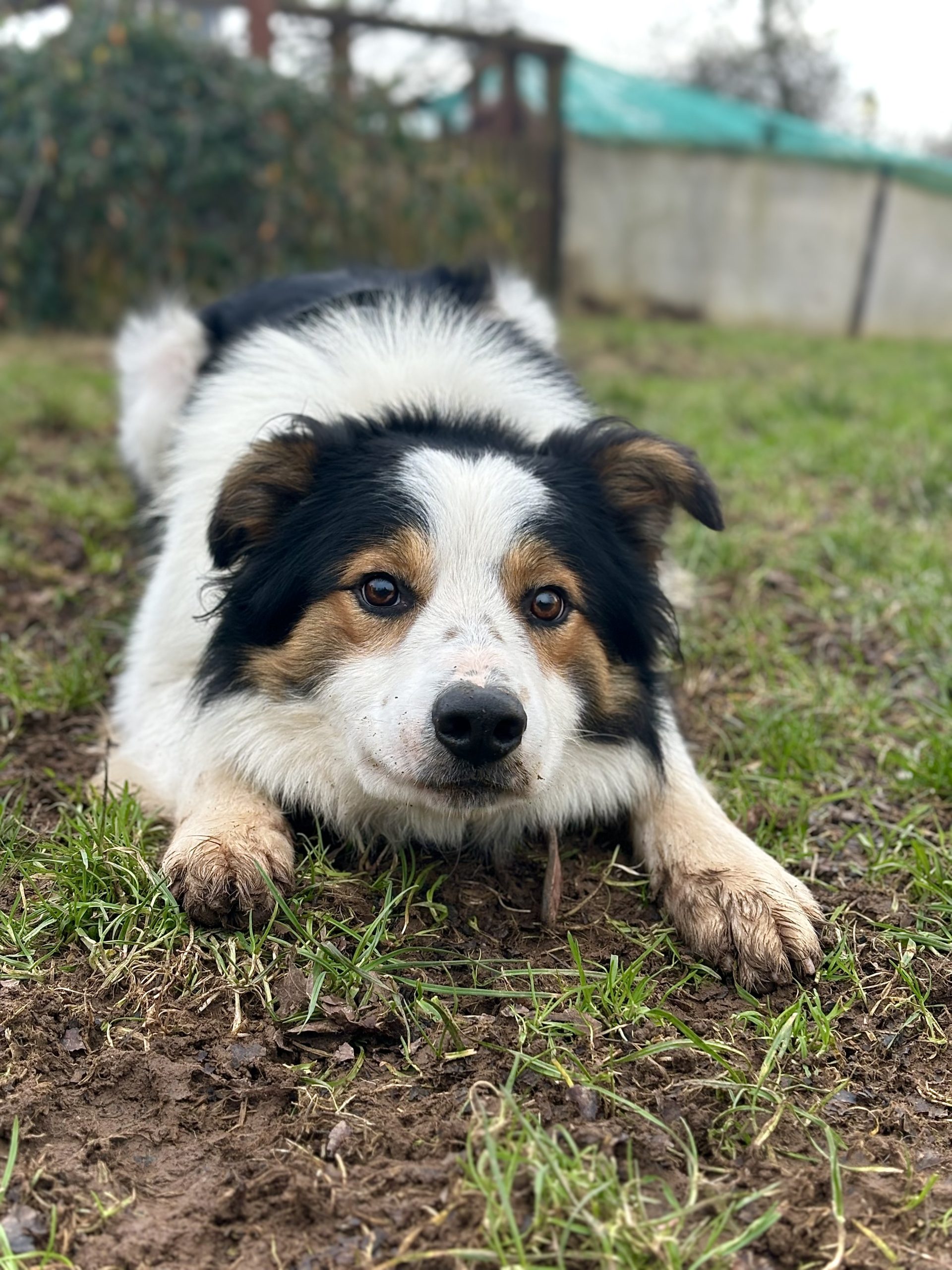 A white, tan & black collie laying down on the grass.