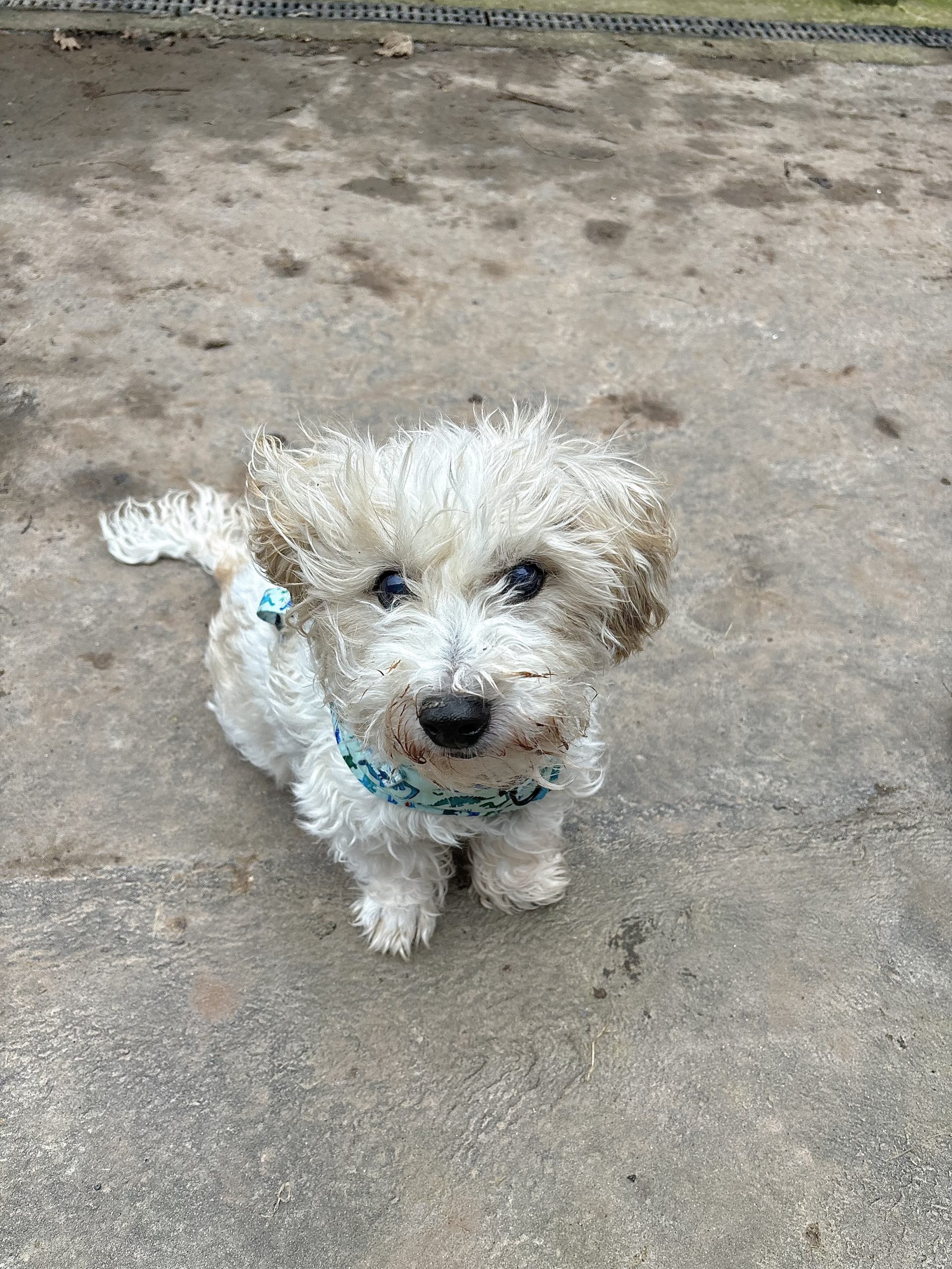 A small, white dog of the terrier breed, sat on a gravel floor and looking happy