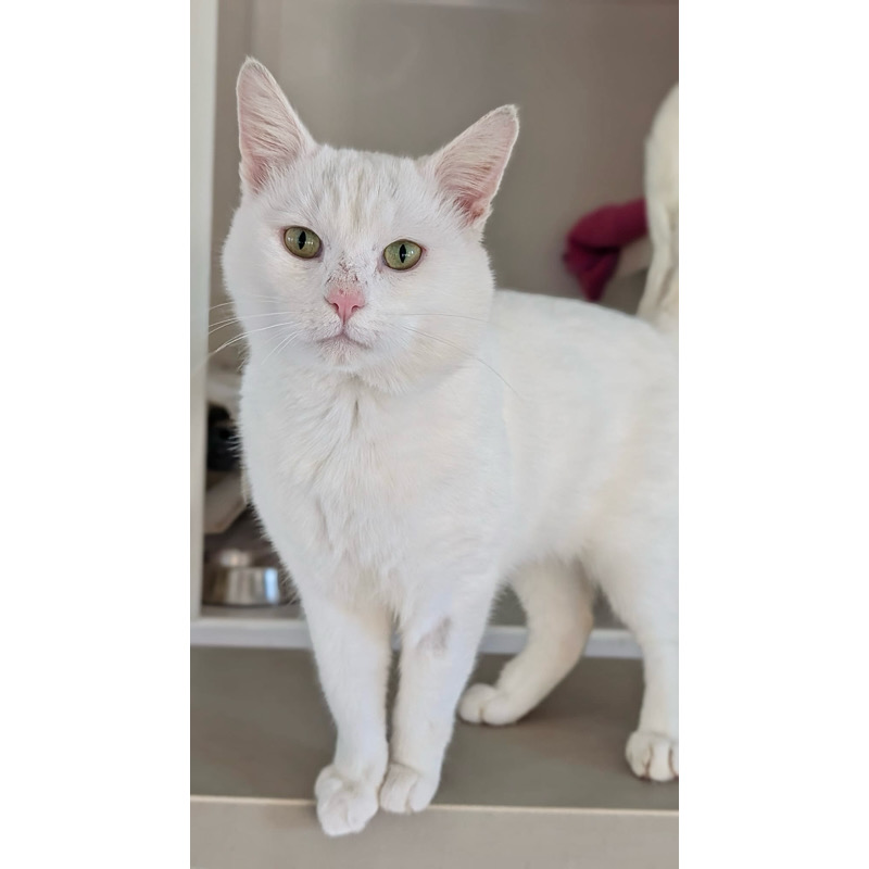 An all-white cat of the domestic short hair breed