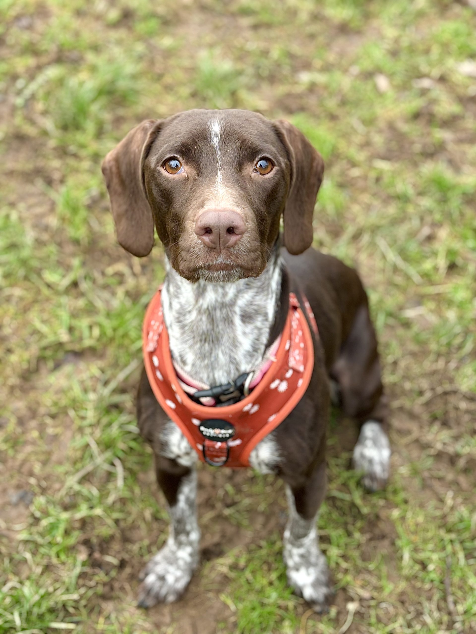 A brown, speckled, medium sized dog sat on the grass looking up at the camera